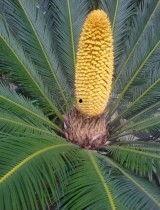 重庆铁树开花爆料视频大全,视频大全揭秘罕见自然现象